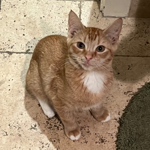 Jaffa - Domestic Short Hair (DSH) Cat