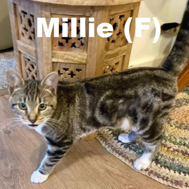 Photo of Millie