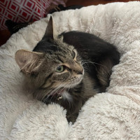 Photo of Mercy ^^Dandy Cat Rescue^^