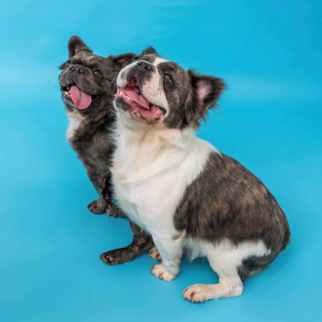 Photo of Winston And Murphy