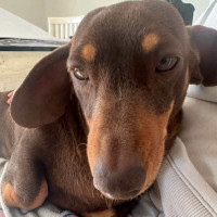 Photo of Marley And Truffles