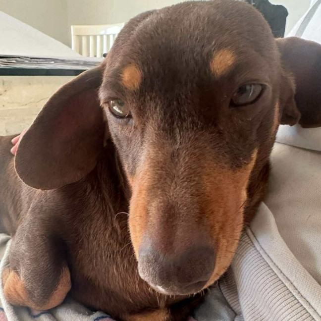 Photo of Marley And Truffles