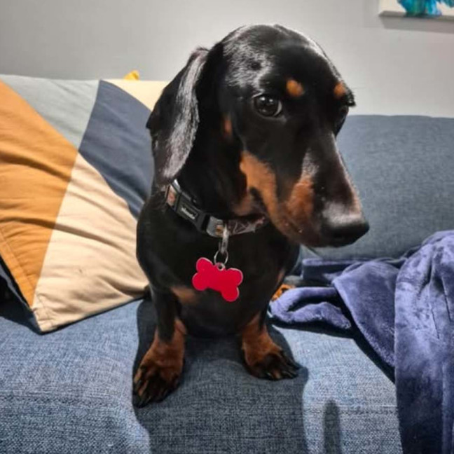 Photo of Badger