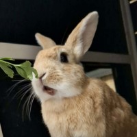 Photo of 🐰Artemis & Willow🐰   Located In Brunswick 
