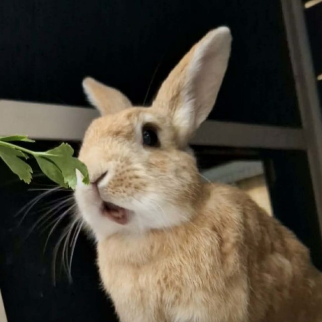 Photo of 🐰Artemis & Willow🐰   Located In Brunswick 