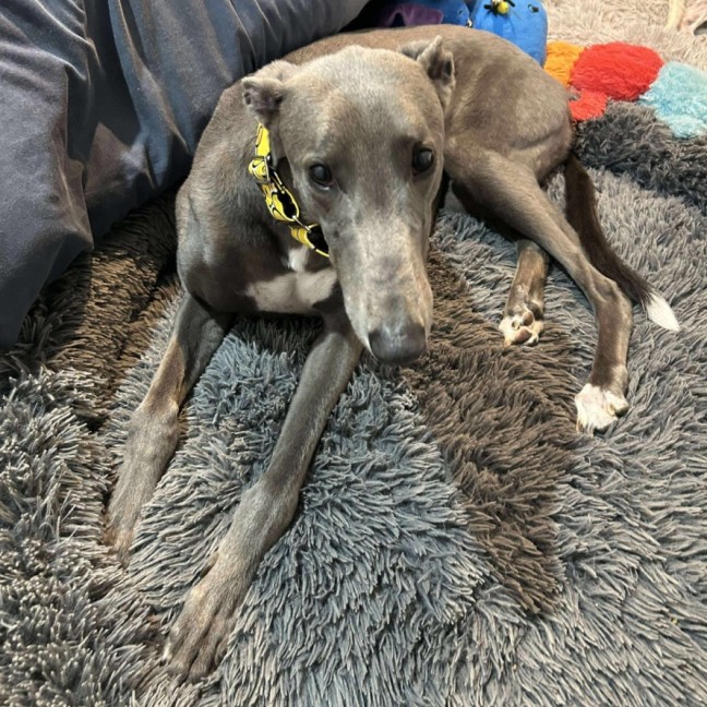 Photo of Hodgie The Greyhound