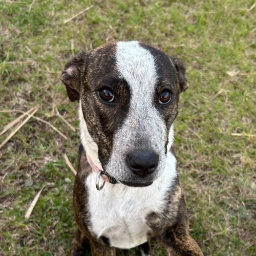 Almond - Australian Cattle Dog x American Staffordshire Terrier Dog