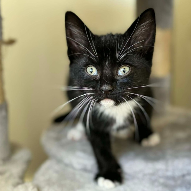 Photo of Tux  ** 2nd Chance Rescue **