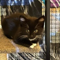 Photo of Ula ** 2nd Chance Cat Rescue **