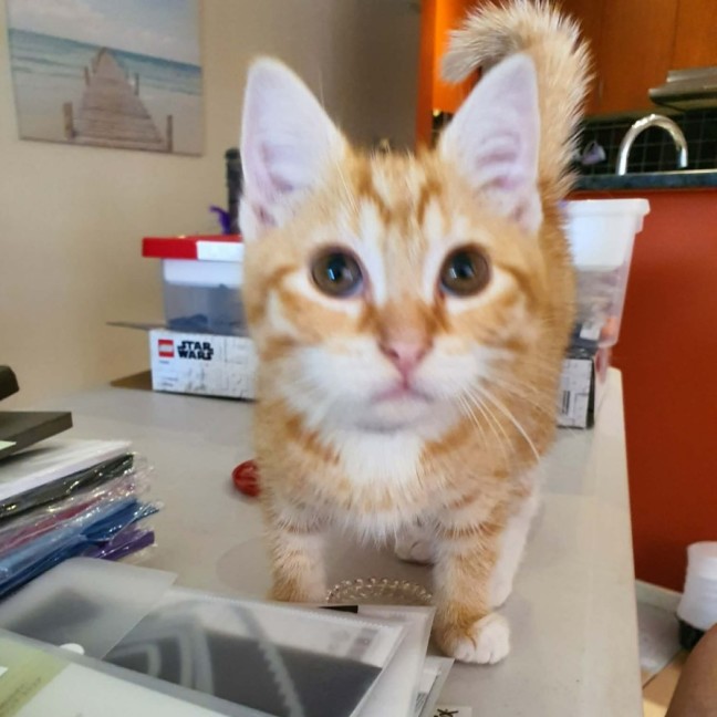 Photo of Lillee **2nd Chance Cat Rescue **