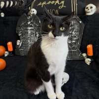 Photo of Sevika **2nd Chance Cat Rescue**