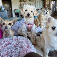 Photo of Teacup