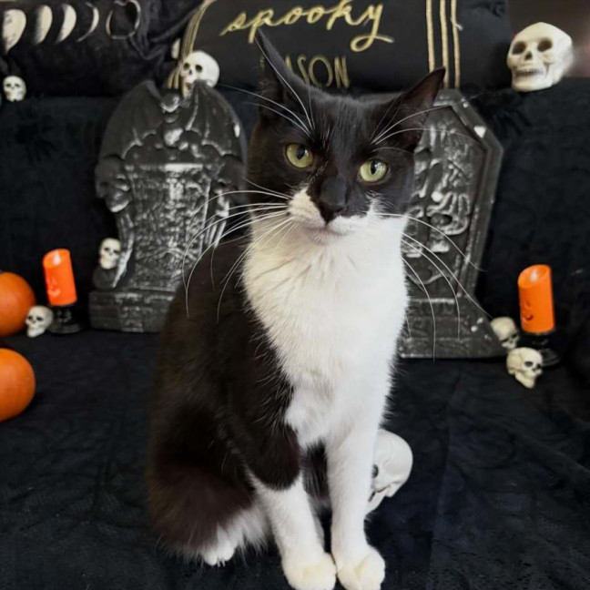 Photo of Sevika **2nd Chance Cat Rescue**