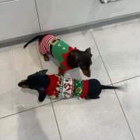 Photo of Crumb And Toby