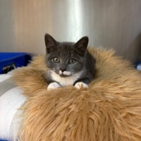 Photo of Mittens 