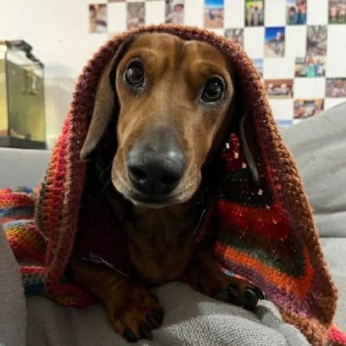 Snickers - Dachshund (Miniature Smooth Haired) Dog