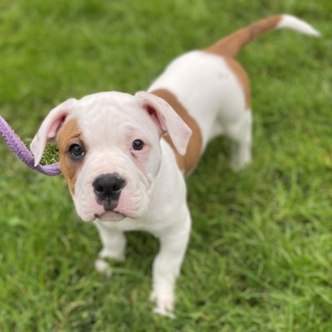 Photo of Piglet