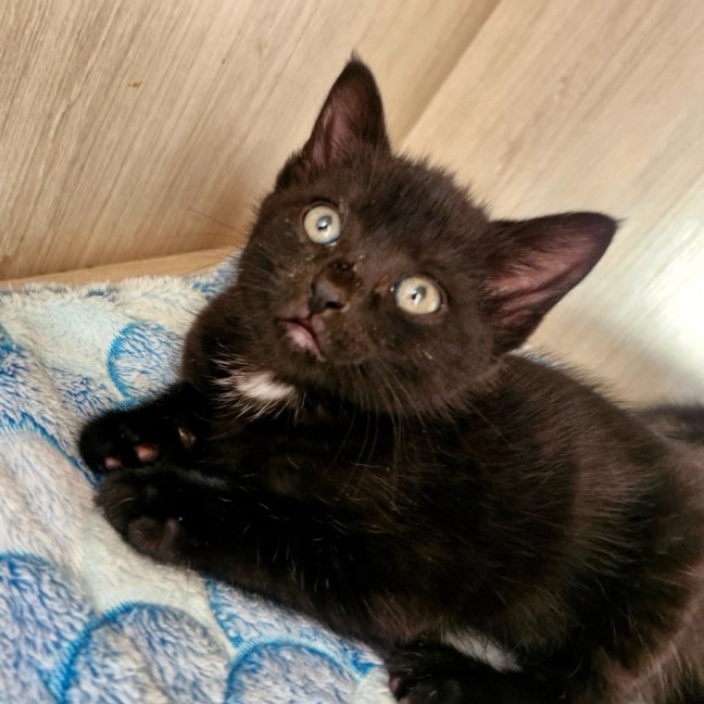 Photo of C1525 Dahlia