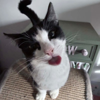 Photo of Oakley