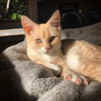 Photo of Finnegan