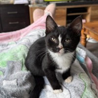Photo of Clutchy **2nd Chance Cat Rescue**