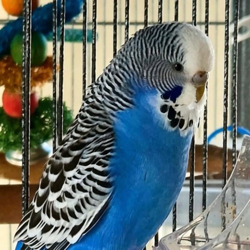 Blue berry -  Bird