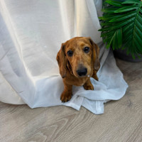 Photo of Poppy Puppy