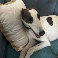 Photo of Delphi, The Greyhound 