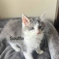 Photo of Souffle