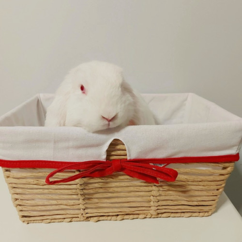 Atari (w Mopsy) - Mini Lop Rabbit