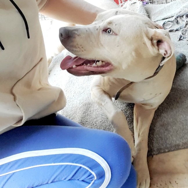 Photo of Bonded Mum & Son  Odie & Yuki