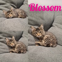 Photo of Brianna & Blossom