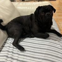 Photo of Busta The Pug