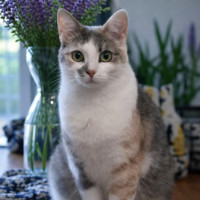 Photo of Cindy *9 Lives Project Rescue*