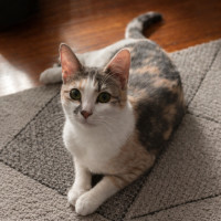 Photo of Cindy *9 Lives Project Rescue*