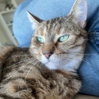 Photo of Amber