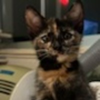 Photo of Polly Waffle