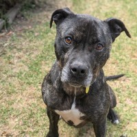 Photo of Tonka