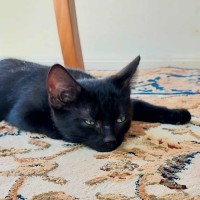 Photo of Smokey 