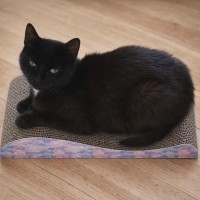 Photo of Pippa