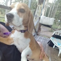 Photo of Adorable Amree