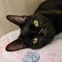 Photo of C1365 Tabitha