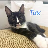Photo of Tux