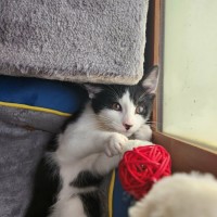 Photo of Tommy