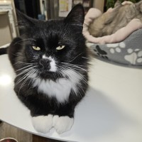 Photo of Boeing **2nd Chance Cat Rescue**