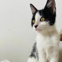 Photo of Chilli