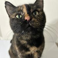Photo of Tortie