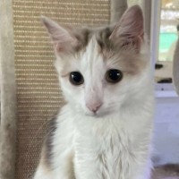 Photo of Sugar