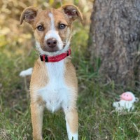 Photo of Soxy