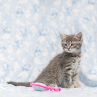 Photo of Savannah Miller ** 2nd Chance Cat Rescue **